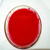 Colorants for Untreated Seeds Pigment Dispersion Pigement Red 3R For FS/SC